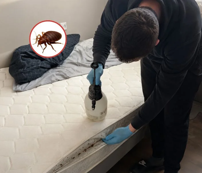Technicien traitant un matelas contre les punaises de lit à Penchard